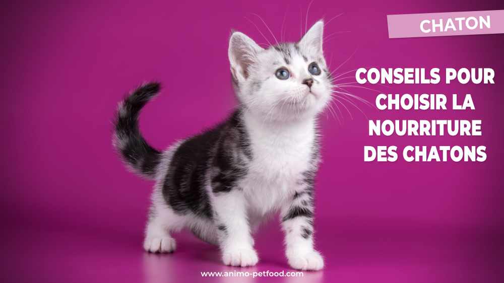 conseils pour choisir la nourriture des chatons